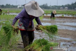 Pekerja sektor pertanian, kehutanan dan perikanan di Sulsel Page 1 Small