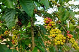 Lampung proyeksikan panen kopi  94.877 ton