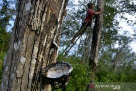 Upah Harian Pekerja Kebun Karet Di Bulukumba Page 2 Small