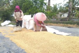 Harga gabah di Lampung turun