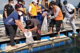 Jembrana targetkan jadi sentra ikan kerapu