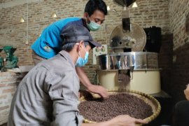 Harga biji kopi Lampung stabil pada awal musim panen raya