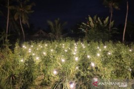 PLN Bali ajak petani beralih ke mesin listrik untuk pertanian