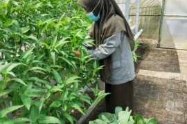 Dukung program Kementan, BPPSDMP fasilitasi Polbangtan Medan kembangkan TEFA hidroponik modern