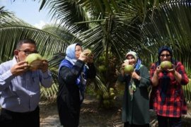 Dinas  Perkebunan Sumut kembangkan Kelapa Genjah Pandan Wangi