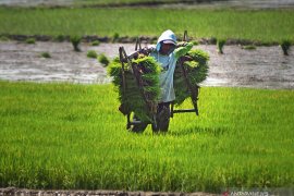 BPS: Nilai Tukar Petani naik 0,44 persen pada Mei 2021