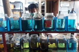 Remaja di Kota Kediri sukses budi daya ikan cupang beromzet jutaan rupiah
