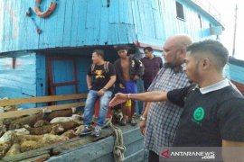 Sumut masih ekspor domba ke Malaysia