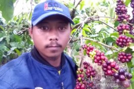 Dinas Pertanian Rejanglebong minta petani panen kopi petik merah