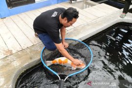 Bisnis ikan koi masih menjanjikan