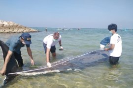 Waduh, dari perut paus terdampar di Bali ditemukan tali pancing