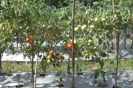 Kelompok Tani Jaro terapkan budidaya tomat sistem berjangka