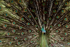 Musim Kawin Merak Hijau