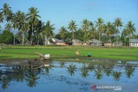 BPS: Nilai Tukar Petani Gorontalo naik 1,11 persen