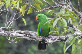 10 satwa liar dilepasliarkan di habitat alami Papua