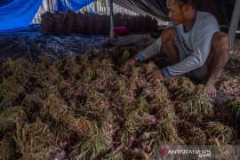 PANEN BAWANG MERAH LEBIH CEPAT Page 2 Small