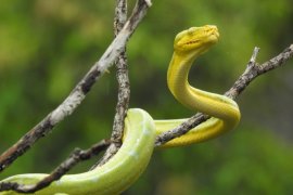 10 satwa liar dilepasliarkan di habitat alami Papua