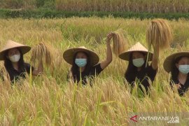 DTW Jatiluwih promosikan wisata panen raya lewat Duta Hijau (video)