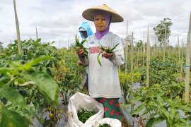 Kelompok Tani Binaan PT Surya Hutani Jaya Panen Tomat dan Cabai 4,6 Ton