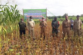 Gunung Kidul targetkan tanam kedelai seluas 918 hektare