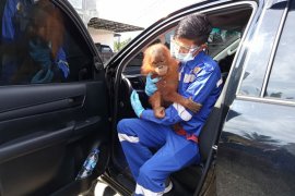 Polisi serahkan anak orang utan ke BKSDA