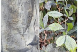 Debu erupsi Gunung Sinabung sampai juga di Langkat