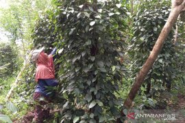 Petani lada di Belitung mulai memasuki musim panen
