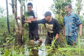 Sejumlah komunitas tanam anggrek di sungai Upang Bangka