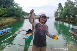 Harga gurita di Simeulue turun, teripang Rp1 juta per kilogram