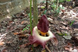 Bunga bangkai mekar di Arboretum Untan Pontianak