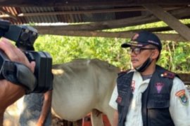 Pemerintah Kabupaten Mamuju tertibkan ternak liar
