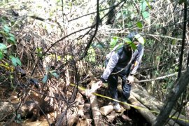 Polisi selidiki penemuan bangkai gajah di Hutan Produksi