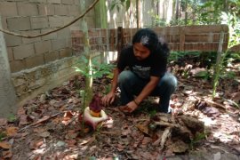 Bunga bangkai tumbuh mekar di hutan Arboretum Sylva Untan Kalbar