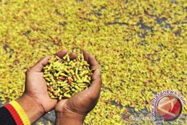 Harga cengkih tembus Rp100.000/kg