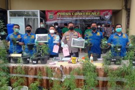 Kebun penghasil 40 kilogram ganja hidroponik digerebek polisi