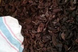 Harga cengkih di Ternate Rp105 ribu per Kg, petani bergairah