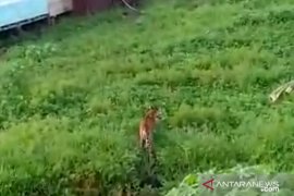 Viral, harimau di Siak memangsa ayam milik warga Teluk Lanus