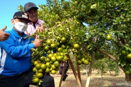Bung Karna dorong petani kembangkan JeSi