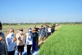 Banyuwangi luncurkan aplikasi Pas Kontan untuk layanani konsultasi daring petani