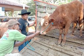 Penjualan sapi di Tulungagung tetap ramai meski dibayangi isu wabah antraks