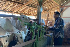 BI Malang inisiasi pengembangan klaster pembiakan sapi potong