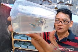 Meraup untung dari budi daya ikan hias air tawar