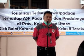 Karantina Pertanian Tunggu Hasil Bvet Terkait Banyak Babi Hutan Mati