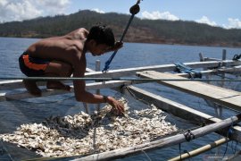 TANGKAPAN IKAN NELAYAN DISEKITAR LOKASI PERTAMBANGAN NIKEL Page 1 Small