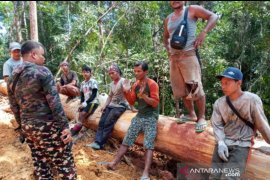KLHK bersama TNI hentikan penebangan ilegal di SM Rimbang Baling, dua orang ditahan