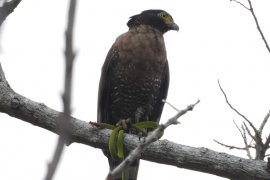 KOMIU jumpai 27 spesies burung endemik Sulawesi di alam liar