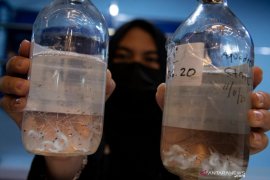 Bea Cukai gagalkan penyelundupan 121.942 ekor benih lobster ke Sumsel