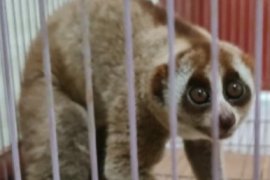 Polisi tangkap pria pelihara kukang