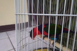 Karantina Lampung gagalkan penyelundupan puluhan ular sanca dan burung kasturi