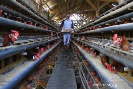 Peternak Ayam Petelur Keluhkan naiknya Biaya Pakan